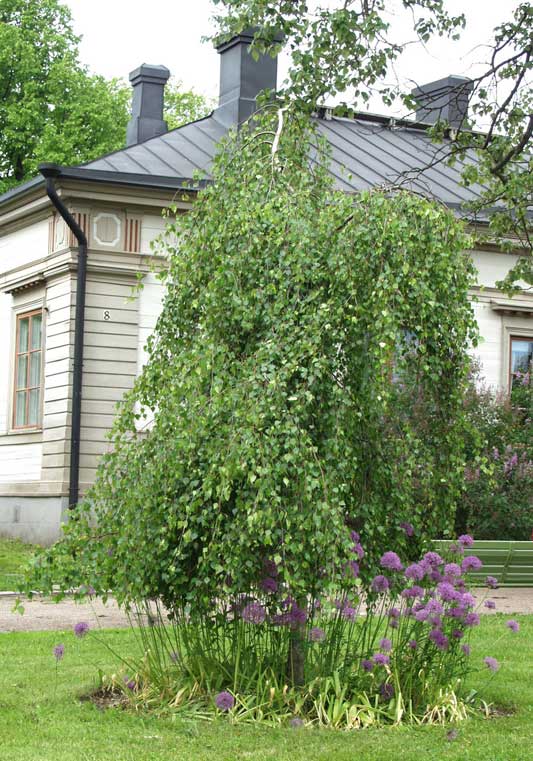 Kyynelkoivu